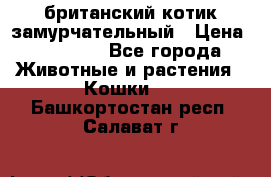 британский котик замурчательный › Цена ­ 12 000 - Все города Животные и растения » Кошки   . Башкортостан респ.,Салават г.